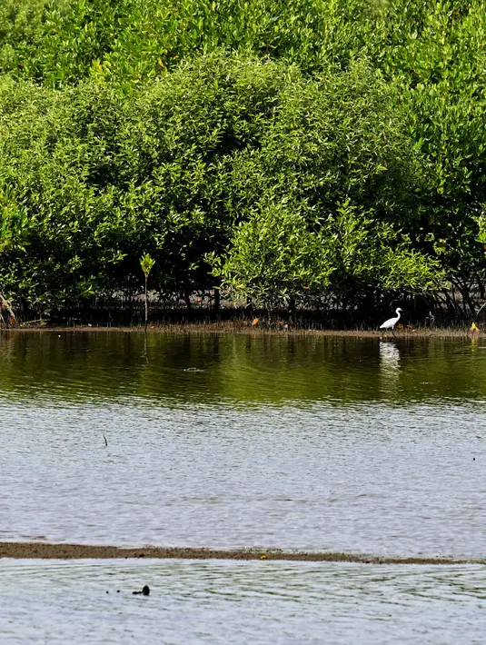 <p>Peringatan Hari Mangrove Sedunia bertujuan meningkatkan kesadaran tentang pentingnya ekosistem mangrove dan mendorong tindakan perlindungan dan pelestarian. (CHAIDEER MAHYUDDIN/AFP)</p>