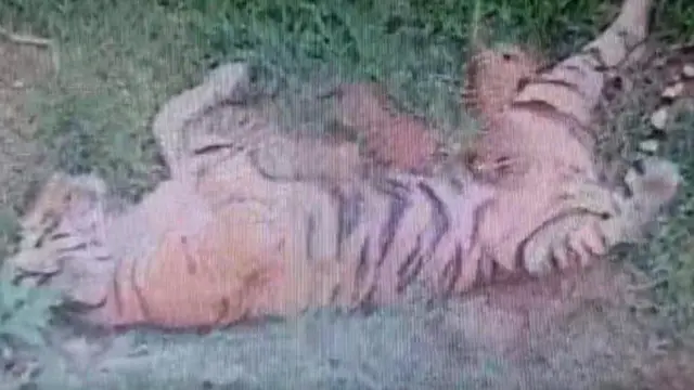 3 ekor anak harimau lahir