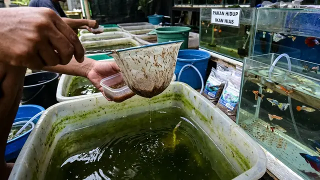 Kutu Air di Galon Bekas Gemini AI