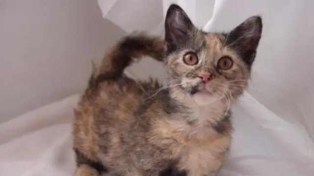 Kucing Skookum