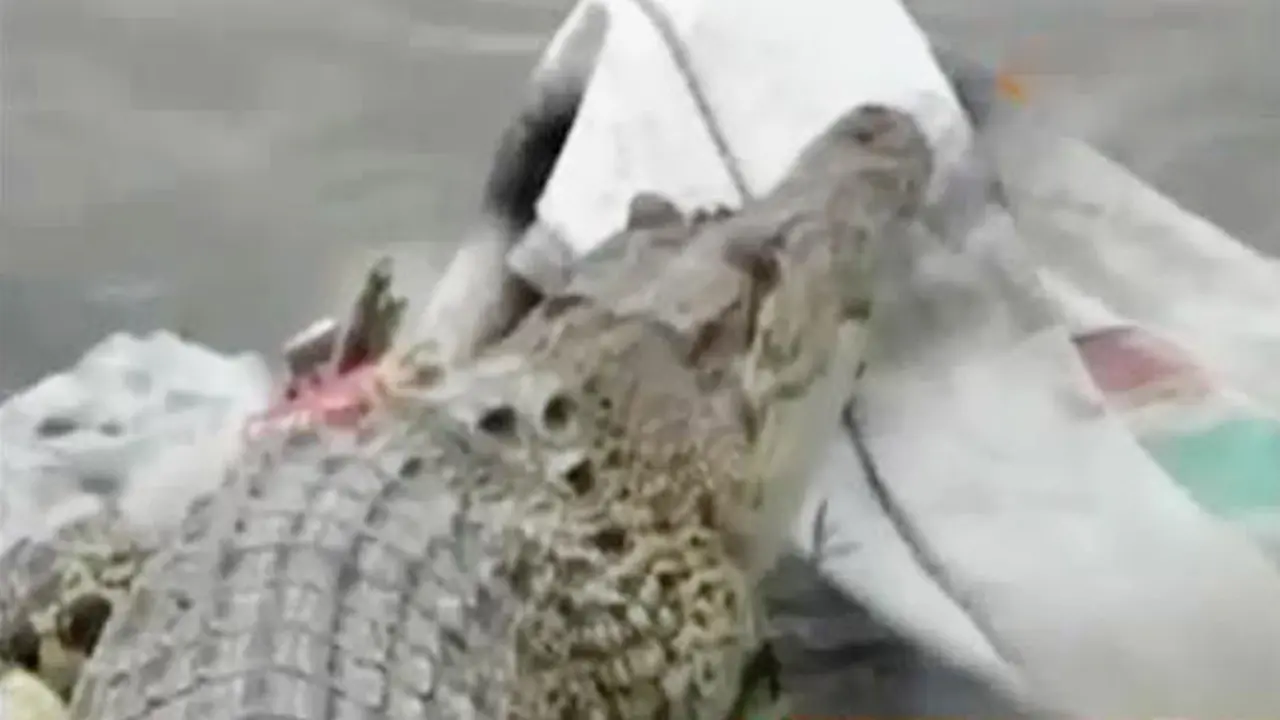  Heboh Kemunculan Buaya 