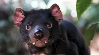 Tasmanian Devil (dok.unsplash/ David Clode)