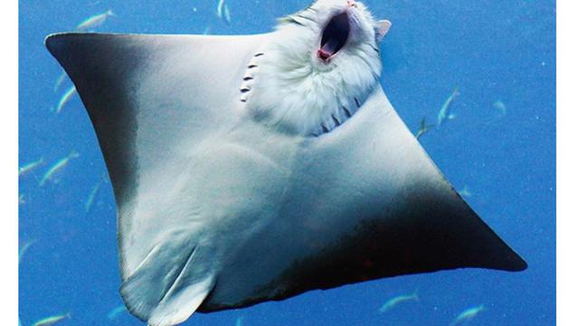 Begini Rupa Kucing Jadi Hewan Lain