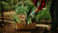 10 Sayuran Berdaun yang Bisa Tumbuh Kembali Setelah Dipanen, Cocok untuk Kebun Rumah