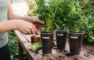 Cara Menanam Seledri di Cup Plastik Bekas dengan Metode Bonggol, 6 Langkah Mudah Panen Berkali-kali