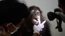 Dara, Orangutan wanita berusia lima tahun saat diperiksa dibagian gigi oleh penjaga kebun binatang di Bali Zoo, Gianyar, Bali (30/12). Pemeriksaan dilakukan untuk memastikan tidak adanya penyakit di tubuh Orangutan. (AP Photo / Firdia Lisnawati)