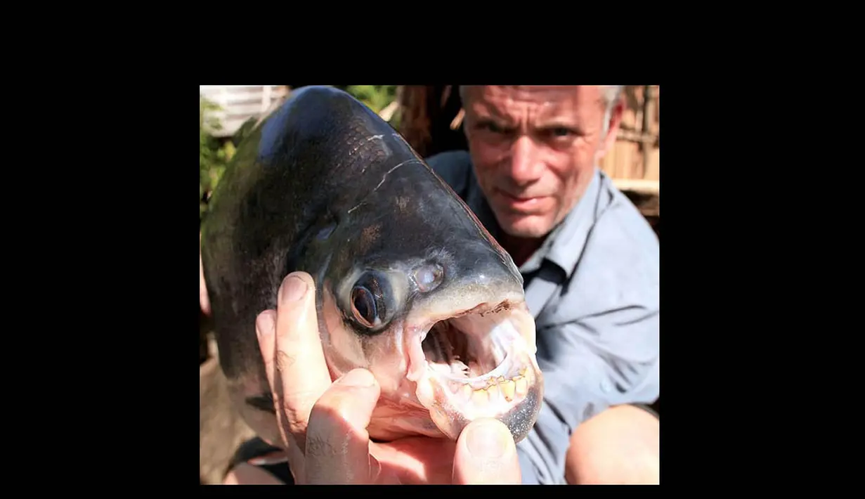 Ikan yang juga dapat ditemukan di Papua New Guinea ini memiliki gigi-gigi tebal yang menakutkan dan mirip dengan gigi manusia. (Istimewa)