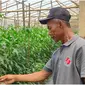 Tatang Karsono salah seorang anggota Poktan Klaster Cabai Merah Majalengka sedang memantau progres hasil tanaman untuk dipanen saat momen Nataru. Foto (Liputan6.com / Panji Prayitno)