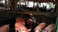 Peternakan babi di area sekitar Waduk Duriangkang, Batam, Kepri, segera ditertibkan. (Liputan6.com/Ajang Nurdin)
