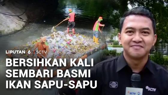 Sampah Dibersihkan, Ikan Sapu-Sapu Invasif Jadi Ancaman