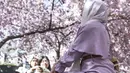 Seorang perempuan melihat bunga sakura bermekaran di taman Kungstradgarden di Stockholm, Swedia, Rabu (1/5/2024). (Jonathan NACKSTRAND / AFP)
