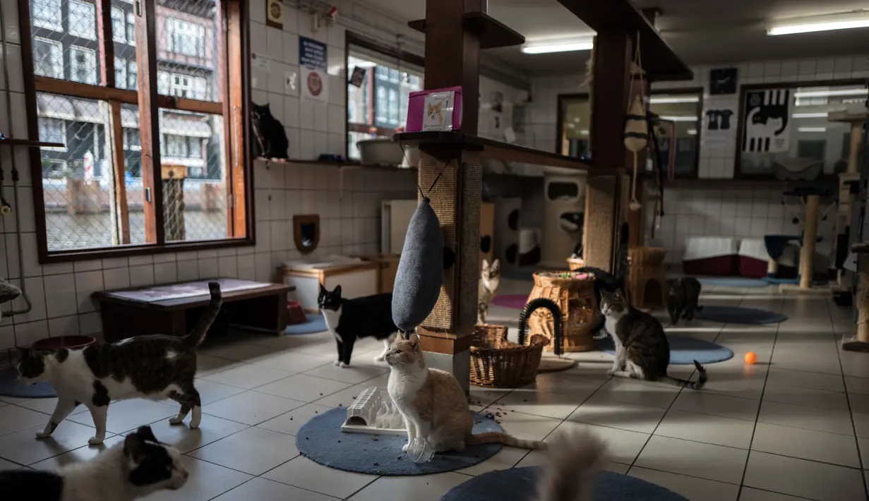 Sejumlah kucing yang dirawat di kapal penampungan atau Catboat di salah satu kanal Ibu Kota Belanda, Amsterdam, 2 Agustus 2017. Puluhan kucing liar ditampung di tempat ini dan siapapun boleh berkunjung atau mengadopsi mereka. (AP Photo/Muhammed Muheisen)