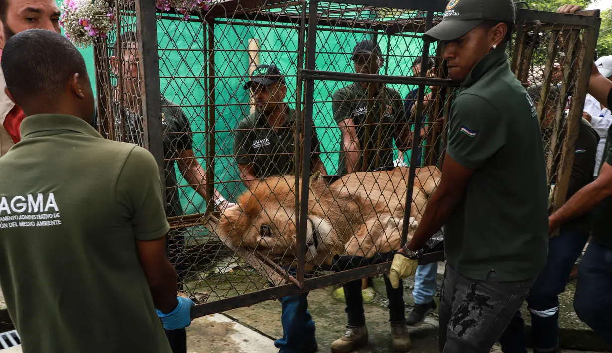 Petugas membawa Jupiter, singa yang mengalami kekurangan gizi, setibanya di kebun binatang di Cali, Kolombia, Kamis (27/2/2020). Keadaan singa berusia 20 tahun tersebut mengenaskan dengan tubuh kurus dan tak mampu berdiri. (Guillermo Gutiérrez/Alcaldia de Cali/Cali Mayor's Office/AFP)