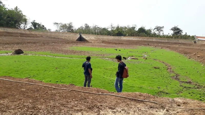 Kekeringan Hingga Puso Ancam Lahan Pertanian Cirebon