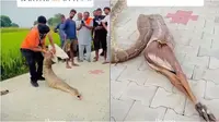 Warga Paksa Ular Piton Keluarkan Anak Sapi yang Sudah Dimakan, Netizen Kesal