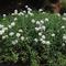 Candytuft: Wikimedia