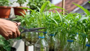 Trik Sukses Menanam Kangkung di Botol Bekas agar Daunnya Lebat, Cepat Dipanen untuk Konsumsi Harian (Foto: Gemini AI)