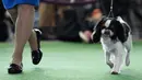 Anjing jenis English Toy Spaniel berkompetisi dalam Breed Judging saat pertunjukan anjing Westminster Kennel Club di New York, Senin (11/2). Kompetisi yang disebut sebagai pertunjukan anjing terbesar itu digelar sejak 1877. (Sarah Stier/Getty Images/AFP)