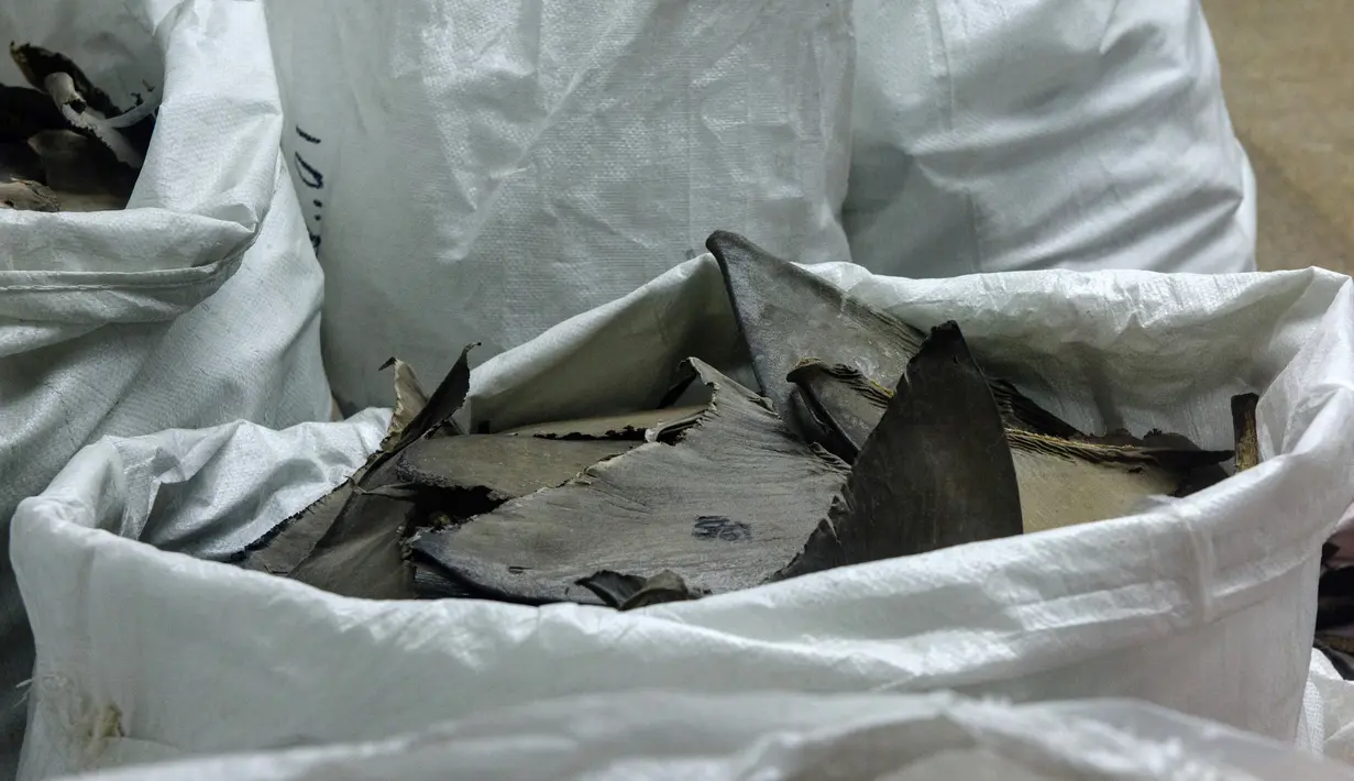 Karung berisi sirip ikan hiu yang sudah dikeringkan siap di jual di sebuah toko di Hong Kong (6/3). Aktivis konservasi lingkungan Hong Kong, menyatakan Konsumsi dan penjualan sirip hiu dinilai tidak ramah lingkungan. (AFP/Anthony Wallace)