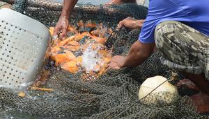 Petani ikan tawar kerambah jaring apung beraktivitas di Desa Panyinangan Kecamatan Sukatani, Waduk Jatiluhur, Purwakarta, Jawa Barat, (9/2). Petani merasa tidak berani untuk menabur benih ikan air tawar karena curah hujan tinggi. (Merdeka.com/Imam Buhori)