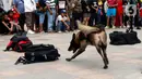 Satuan Polisi Satwa K9 bersama anjing pelacak khusus melakukan simulasi pendeteksian bahan peledak di area Car Free Day,Bundaran HI, Jakarta, Minggu, (16/2/2020). Simulasi untuk mengedukasi tentang cara kerja anjing pelacak saat menemukan bahan peledak yang disembunyikan. (Liputan6.com/Johan Tallo)