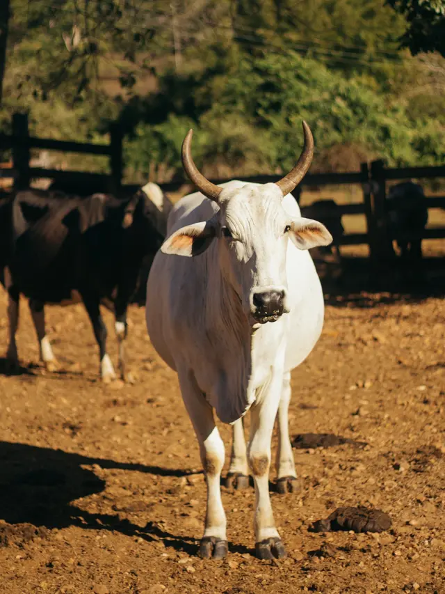 Sapi Termahal di Dunia Dihargai Rp65 Miliar, Kulitnya Sulit Ditembus Parasit