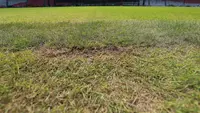 Kondisi rumput Stadion Utama Gelora Bung Karno (SUGBK) yang akan digunakan sebagai salah satu dari 6 venue Piala Duna U-20 2023 nyatanya mengalami kerusakan setelah sempat digunakan menggelar dua konser musik penyanyi Raisa dan grup vokal Black Pink. Kerusakan rumput terpantau saat kunjungan Ketua Umum PSSI, Erick Thohir beserta dua Waketum Zainudin Amali dan Ratu Tisha Destria dalam rangka meninjau kesiapan SUGBK untuk menggelar ajang Piala Dunia U-20 2023 yang tinggal tiga bulan lagi. Berikut ini beberapa foto yang menunjukkan kerusakan rumput SUGBK pada Senin (13/3/2023). (Bola.com/M Iqbal Ichsan)