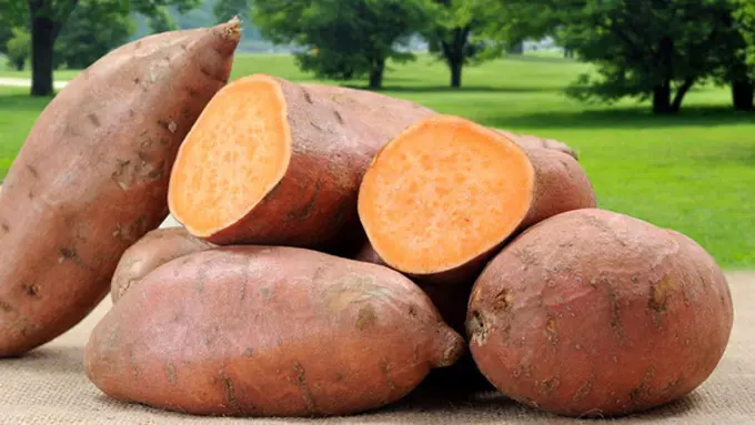 Foto: copyright livescience.com