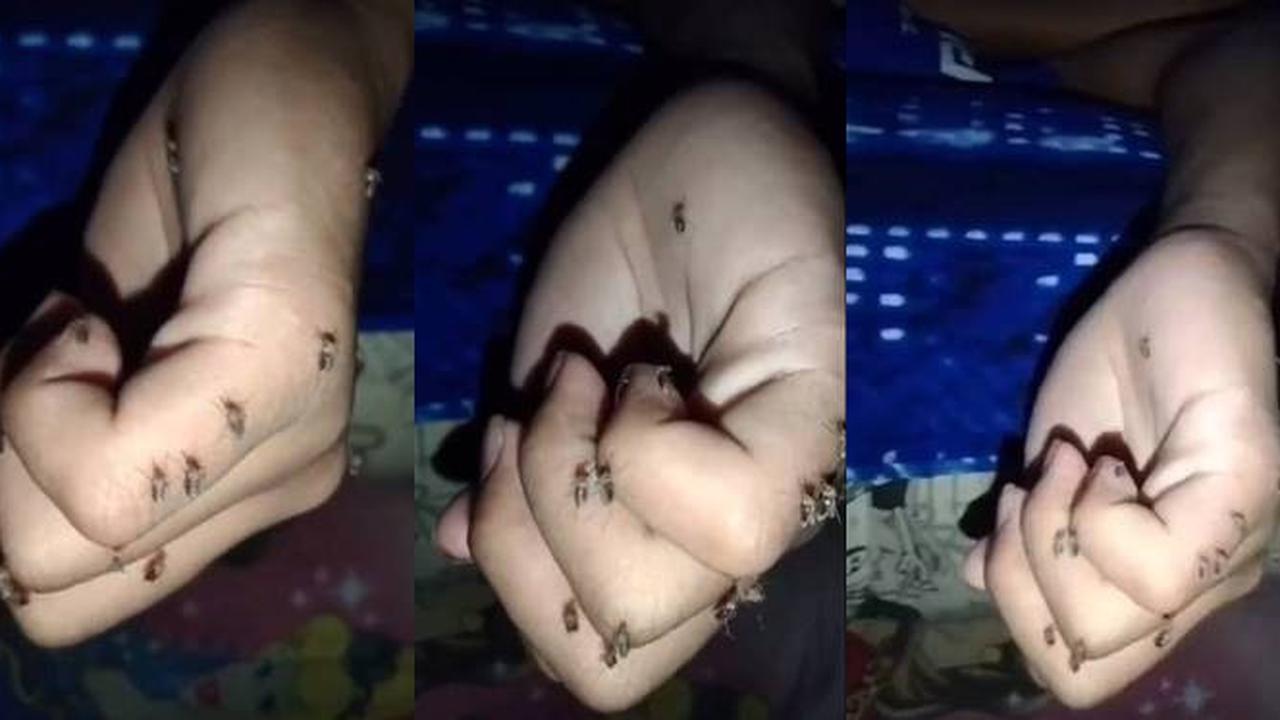 Viral, Video Orang Digigit Puluhan Nyamuk saat Tidur Ini Disebut Donor Darah