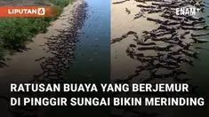 Momen langka saat ratusan buaya ini berjemur di pinggir sungai.