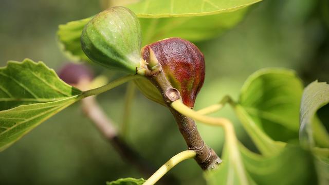 Ilustrasi pohon ara, tin