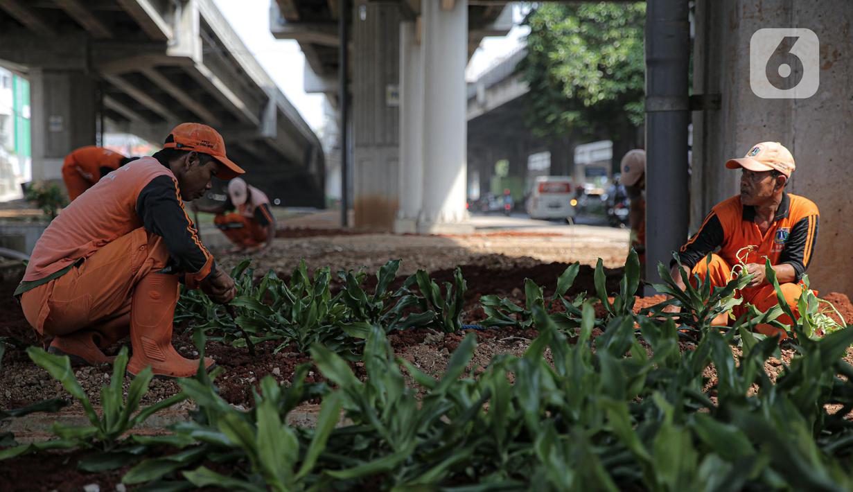 Sejumlah petugas PPSU menanam pohon di kolong Tol Becakayu, Jakarta, Kamis (12/1/2023). Pemerintah Provinsi DKI Jakarta melakukan penataan lahan melalui program penghijauan sepanjang lima kilometer di tepi saluran Kalimalang  kolong tol Bekasi Cawang Kampung Melayu (Becakayu), Jakarta Timur untuk menjaga mutu air baku Jakarta. (Liputan6.com/Faizal Fanani)