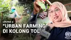 Lahan terbengkalai di bawah beton jalan tol Becakayu, Jakarta Timur, kini disulap menjadi area pertanian perkotaan atau urban farming. Ada beragam jenis sayur dan buah yang telah memberikan hasil panen bagi warga.
