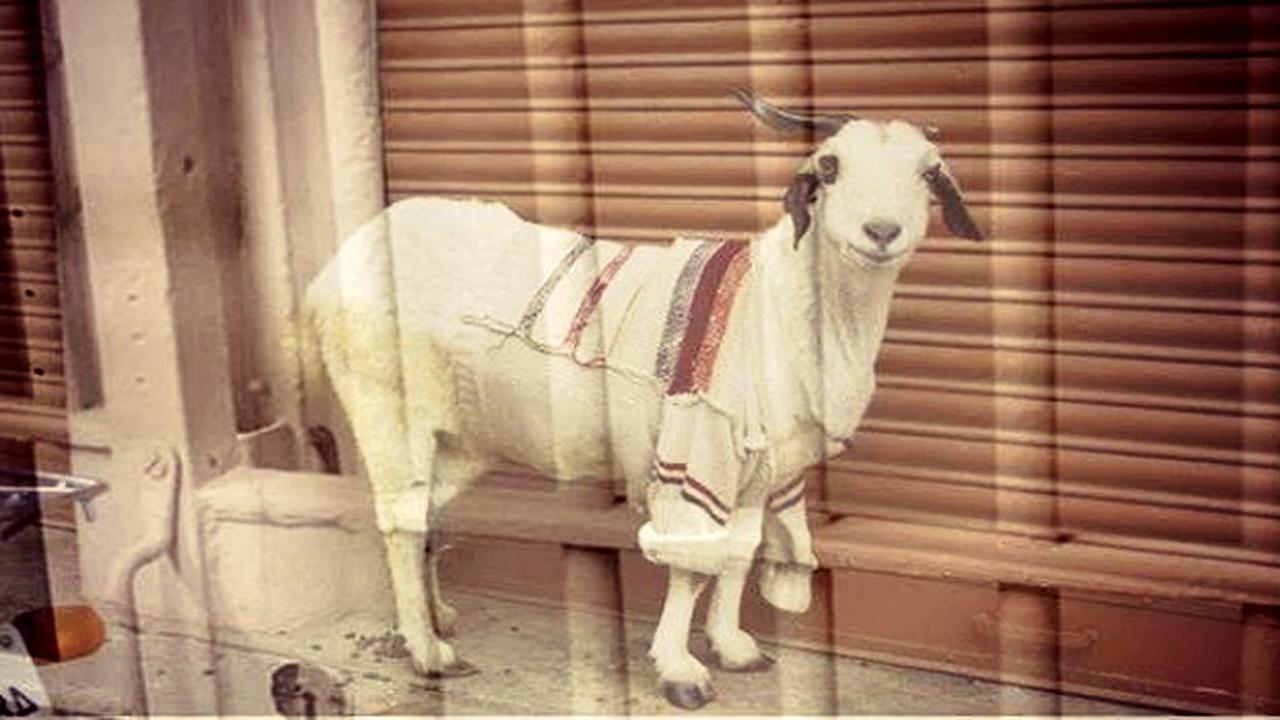 Makan Rumput Tetangga, Si Kambing Malang Dipenjara 7 Tahun