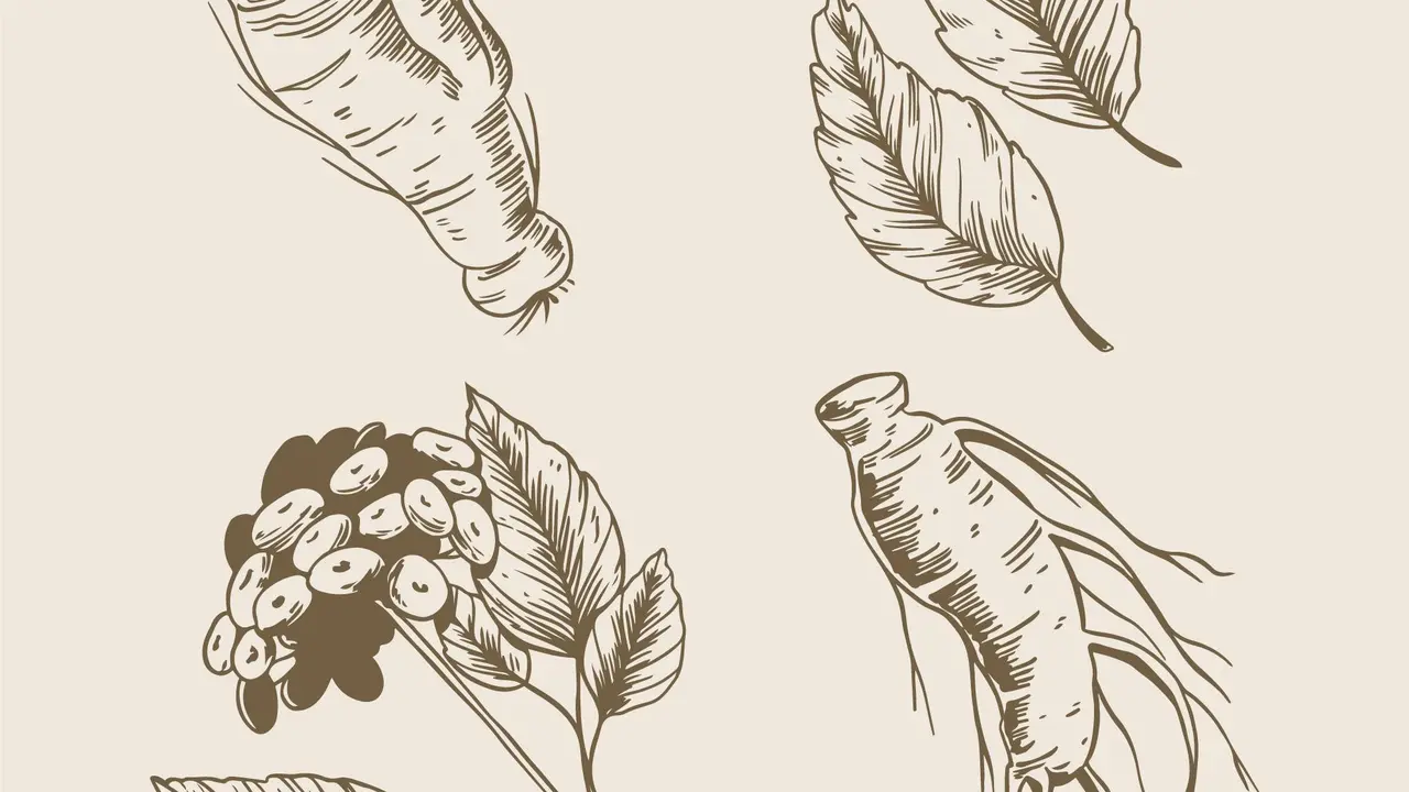 Ilustrasi ginseng ficus