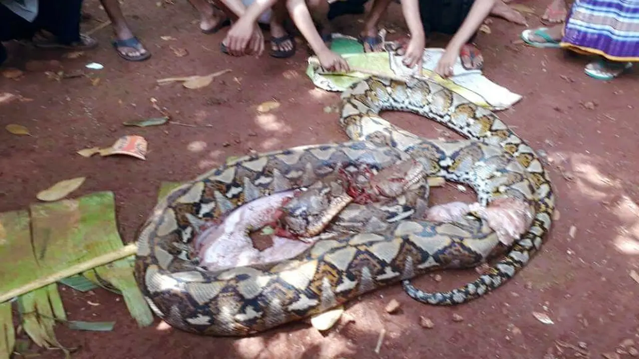 Ular piton yang menelan ibu dua anak