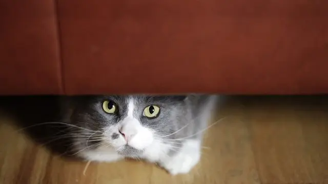 8 Tanda Kucing Diam-Diam Sedang Marah pada Kamu