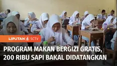 Untuk memenuhi kebutuhan susu sapi yang menjadi salah satu menu dalam program makan bergizi gratis. Pemerintah berencana mendatangkan 200 ribu ekor sapi dari luar negeri.