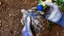 Cleopatra, seorang dokter hewan sukarelawan, menggunakan spidol biru untuk menggambar tanda "X" pada penyu yang sehat untuk mengonfirmasi bahwa penyu tersebut dalam kondisi yang baik untuk dilepaskan, di Kalyvia Thorikou, pada tanggal 29 September 2023. (Spyros BAKALIS/AFP)