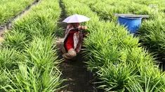 Anggota KWT Mekar Wangi binaan program Desa Makmur Peduli Api (DMPA) yang diinisiasi APP Sinarmas merawat tanaman jahe merah di Desa Dataran Kempas, Tebing Tinggi, Tanjung Jabung Barat, Jambi, Jumat (4/5). (Liputan6.com/Angga Yuniar)