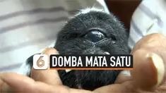 THUMBNAIL DOMBA