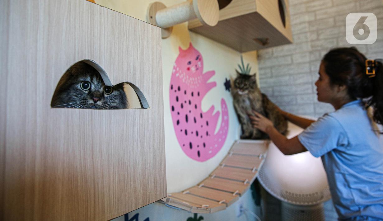 Karyawan merawat kucing-kucing di tempat penitipan kucing Arnamir. (Liputan6.com/Faizal Fanani)