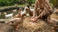 9 Jenis Ternak Rumahan Cocok untuk Ibu Rumah Tangga, Tambah Pemasukan