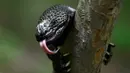 Seekor Heloderma (Horridum harlesborgerti), kadal endemik yang terancam punah, terlihat di Taman Regional Kota Niño Dormido, Cabanas, Guatemala, 11 Juli 2022. Niño Dormido (Anak yang tertidur) adalah salah satu nama reptil yang dikenal. (Johan ORDONEZ/AFP)