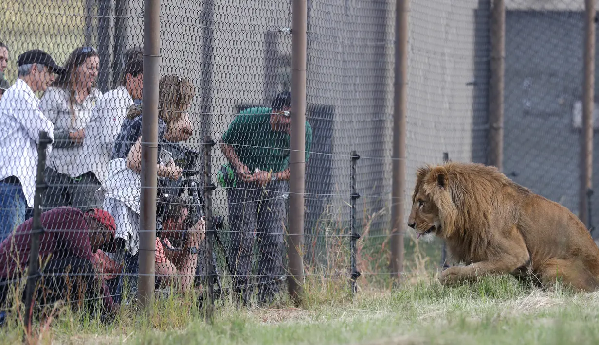 Saeed, singa berusia dua tahun yang berhasil diselamatkan dari Suriah dan dilepaskan ke kandang di Lionsrock Lodge and Big Cat Sanctuary, Bethlehem, Afrika Selatan, Senin (26/2). (AP Photo/Themba Hadebe)
