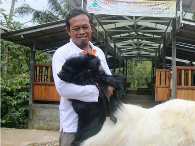 Mengenal Budi Daya Kambing Kaligesing Tanpa Bau Regional