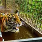 Harimau sumatra yang pernah dievakuasi BBKSDA Riau karena konflik dengan manusia. (Liputan6.com/M Syukur)