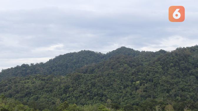 Adat Terpatri Hutan Lestari I Regional Liputan6 Com