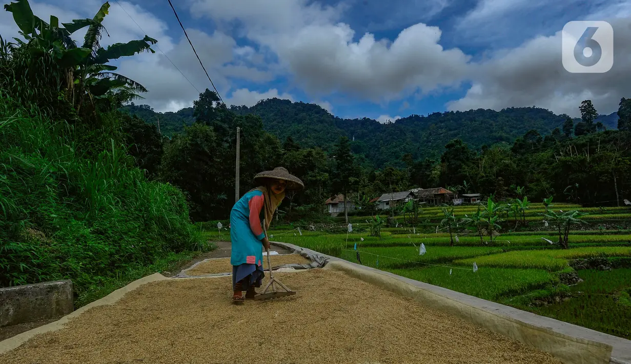 Petani menjemur gabah padi jenis baligo di kawasan Sukamakmur, Bogor, Jawa Barat, Sabtu (27/04/2024). (merdeka.com/Arie Basuki)