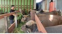 Penjual sapi kurban di Jayapura. (Liputan6.com/Katharina Janur)